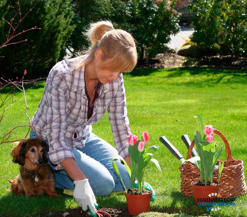 купить диплом ландшафтного дизайнера купить диплом ландшафтного дизайнера